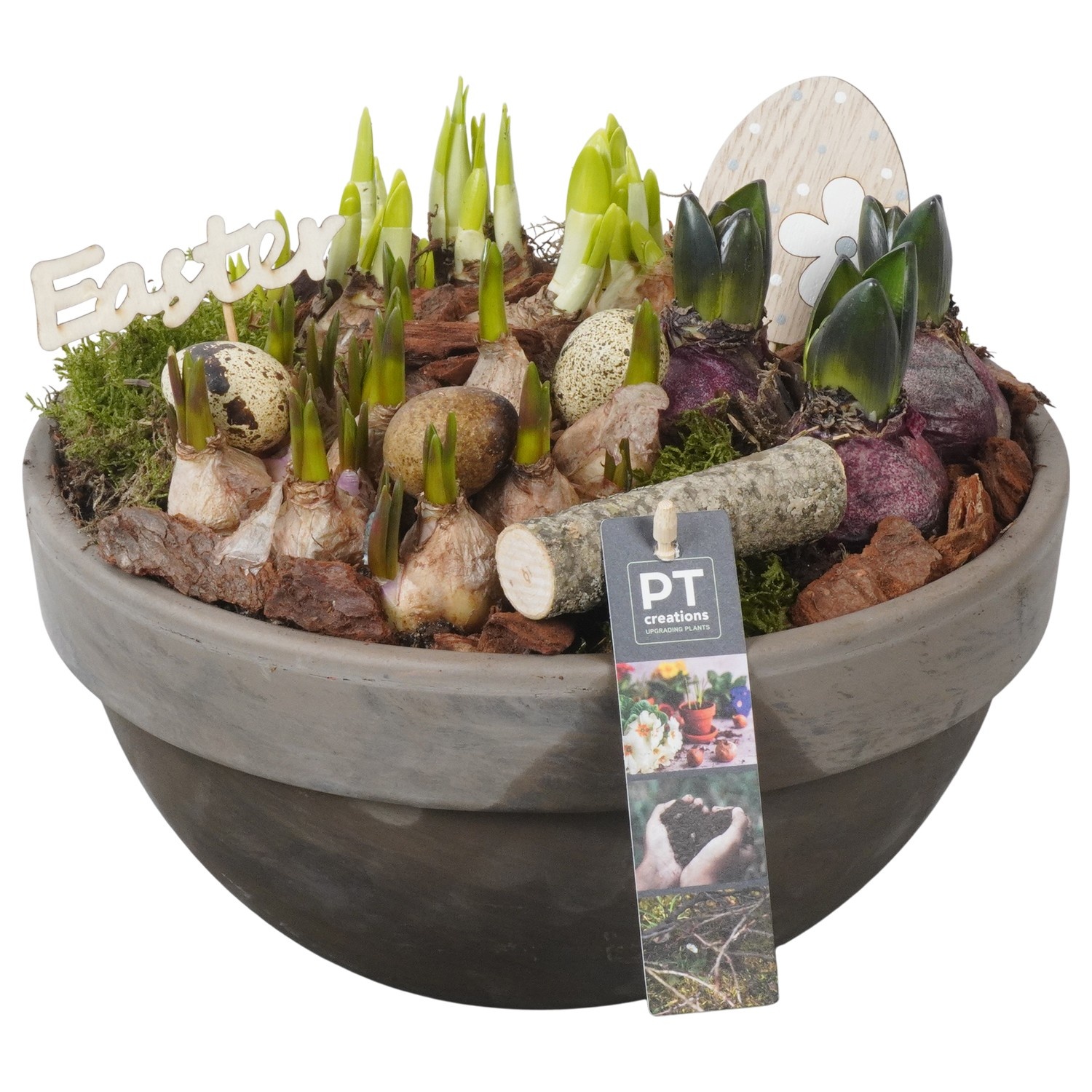 PTBMP5711 Arrangement Easter Bulbs Mix in terracotta schaal, D 26