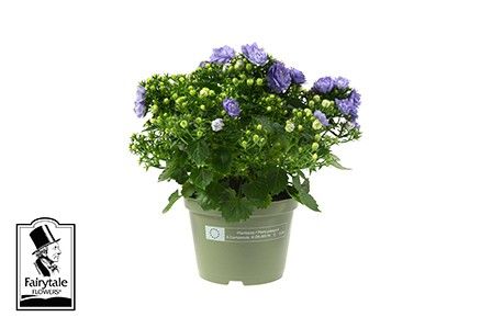 CAMPANULA-HYBRID 'BLUE LIKE MEE®', D 11
