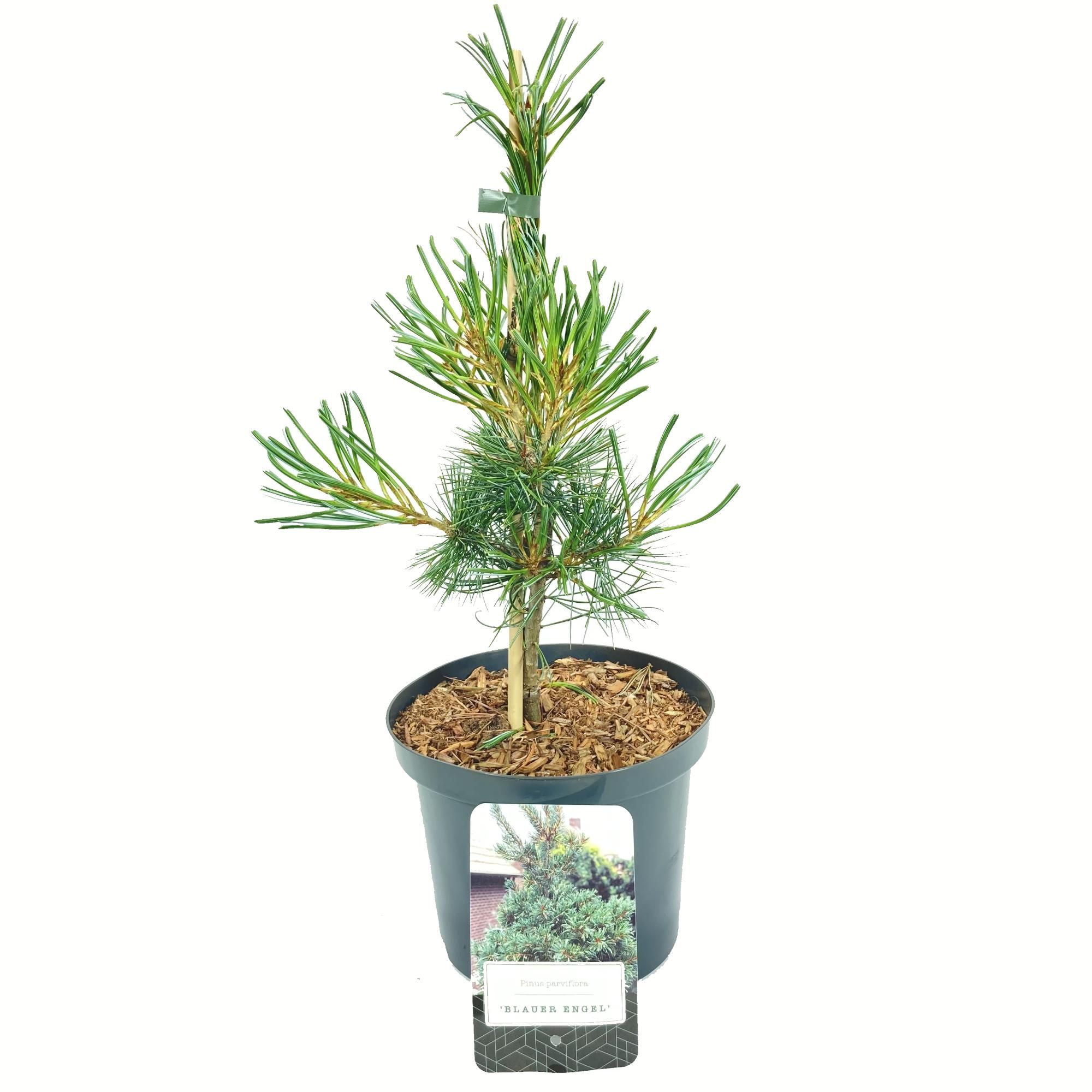 Pinus parviflora 'Blauer Engel', D 18 cm