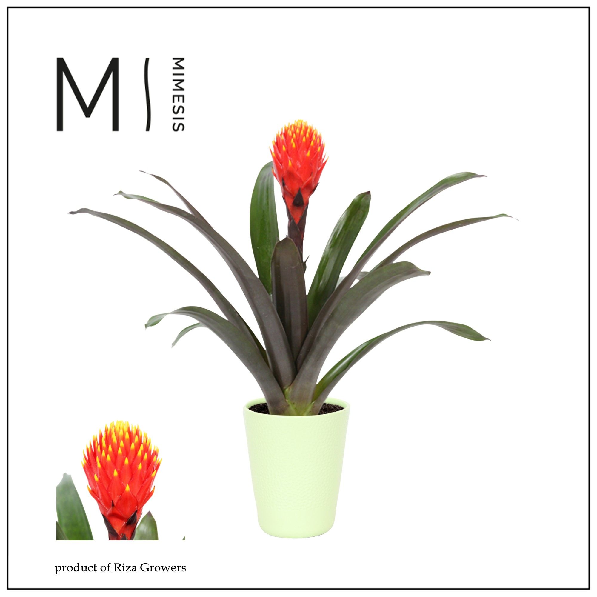 Guzmania Rockyflower Tala - 13cm in Florence | Mimesis, D 12