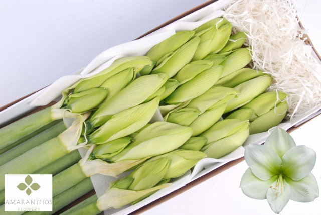 Амарилис Челленжер (бел.) x12, шт.