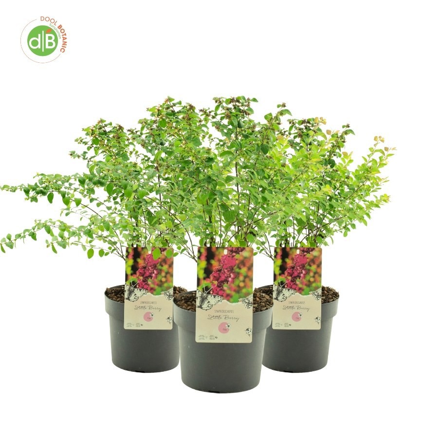 Symphoricarpos 'Little Berry' pbr (NEW), D 19