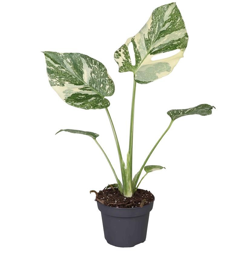 MONSTERA DELICIOSA 'Creme Brulee', D 12