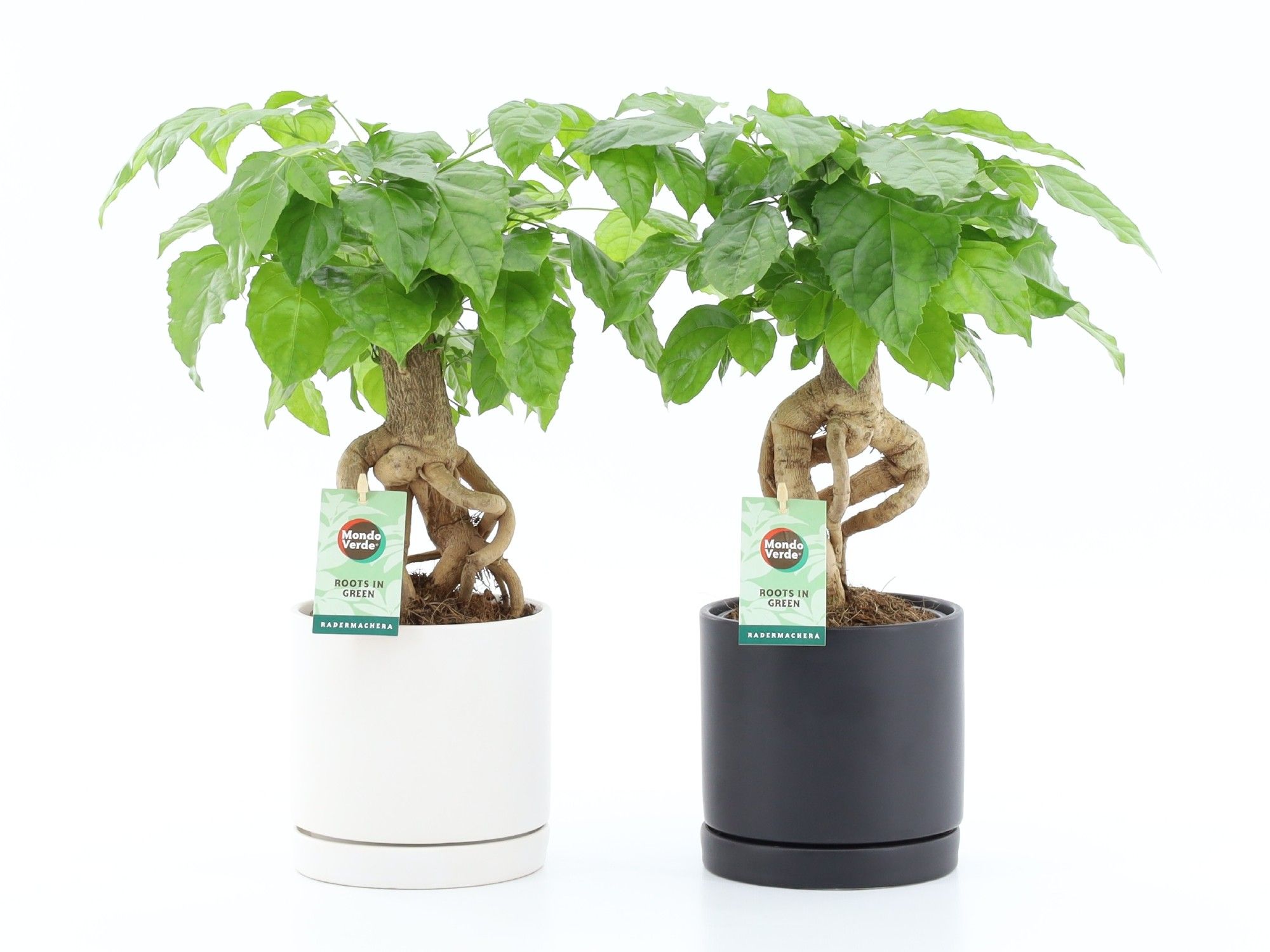 Radermachera Bonsai in Hainan keramiek, D 13