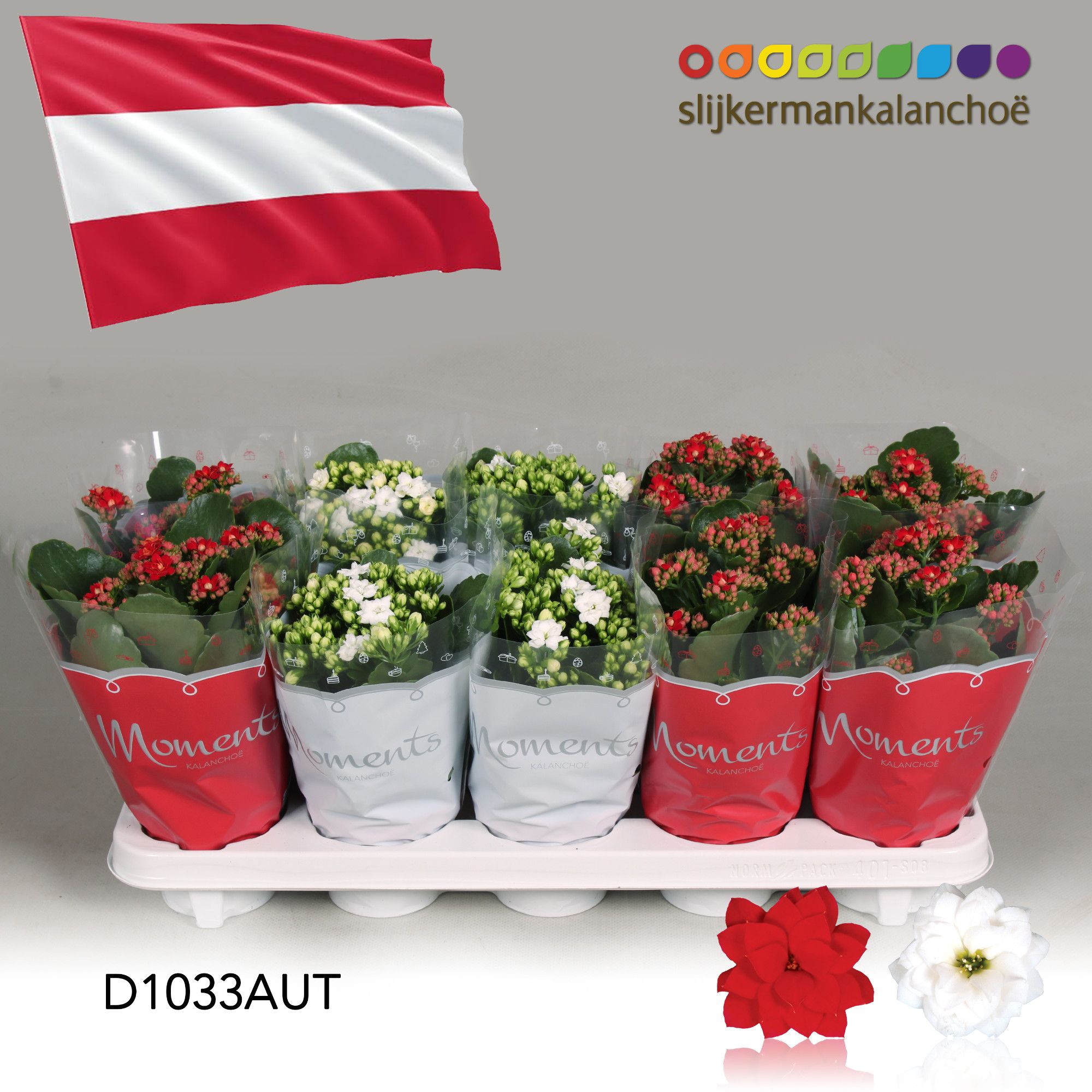 Kalanchoe Moments - Austria flag, D 10,5