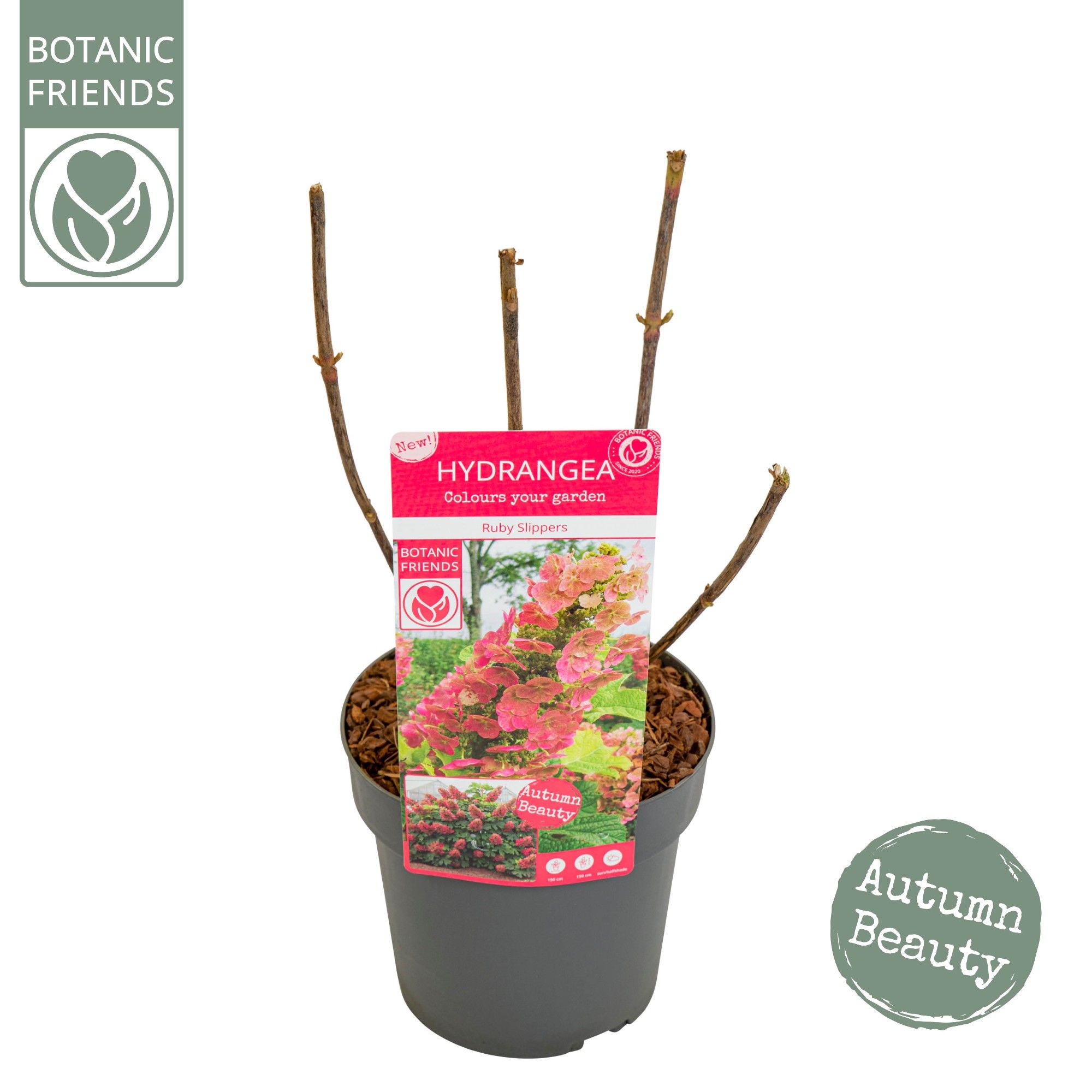 Hydrangea que. 'Ruby Slippers' ®, D 19