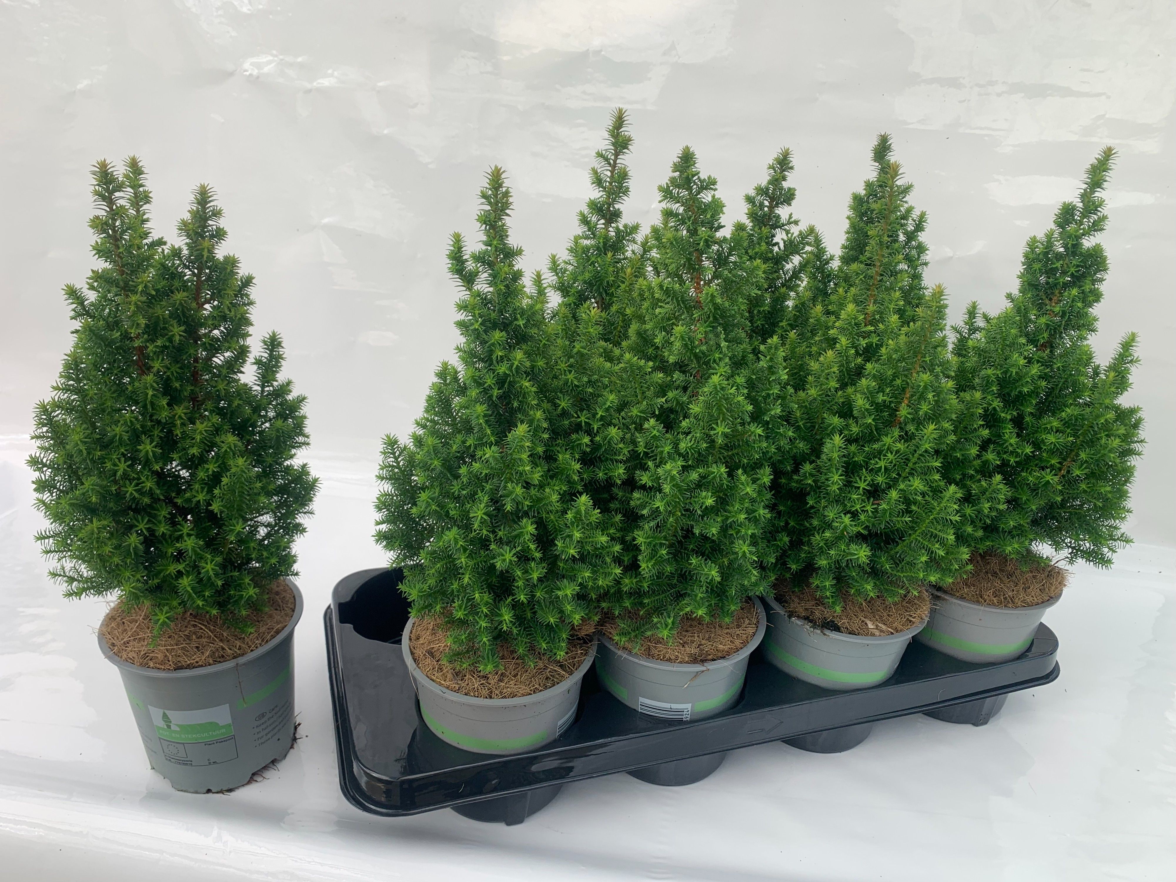 Cham. thyo. Top Point, D 13