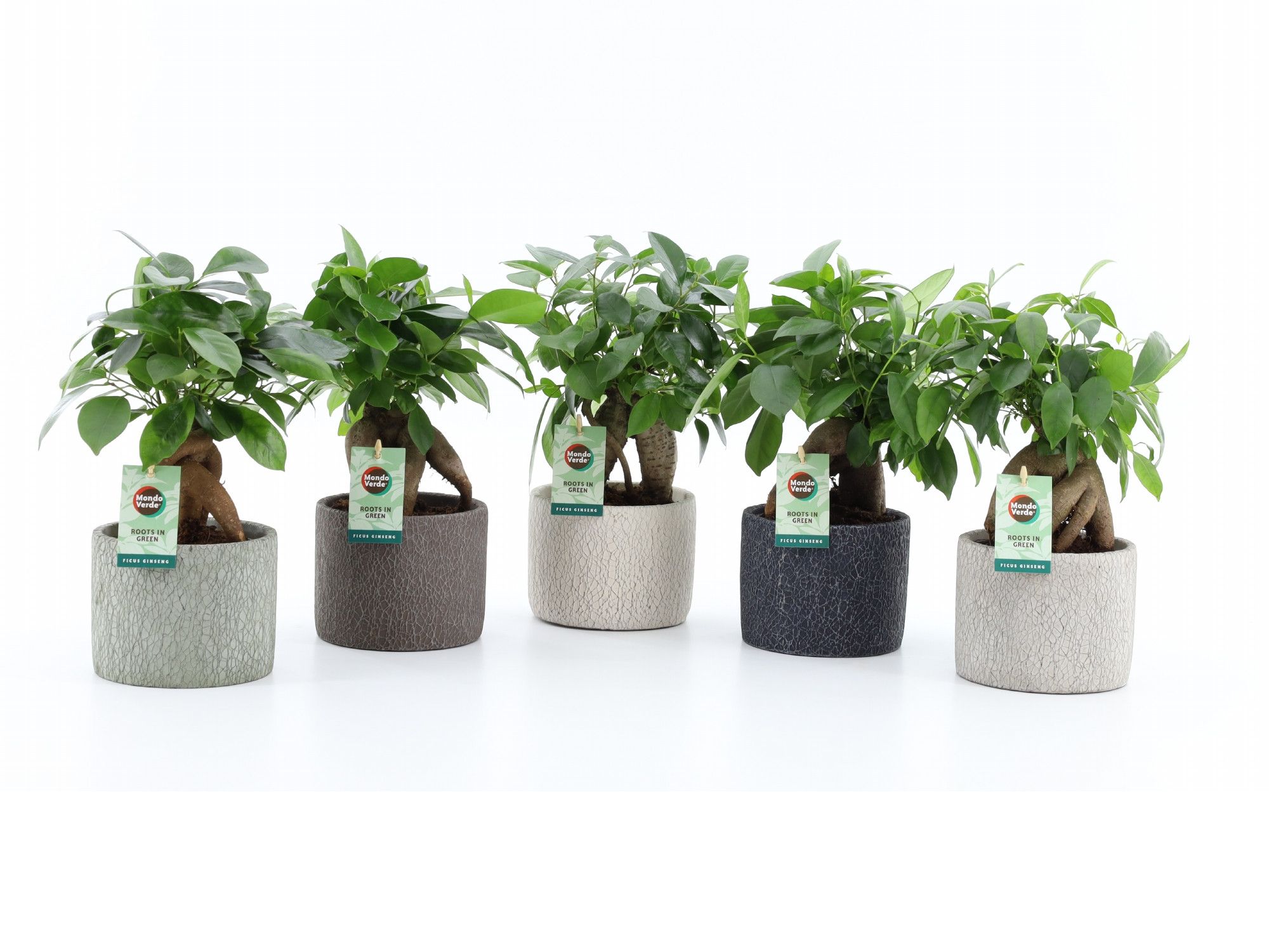 Ficus microcarpa Retusa in Classic Stone, D 14