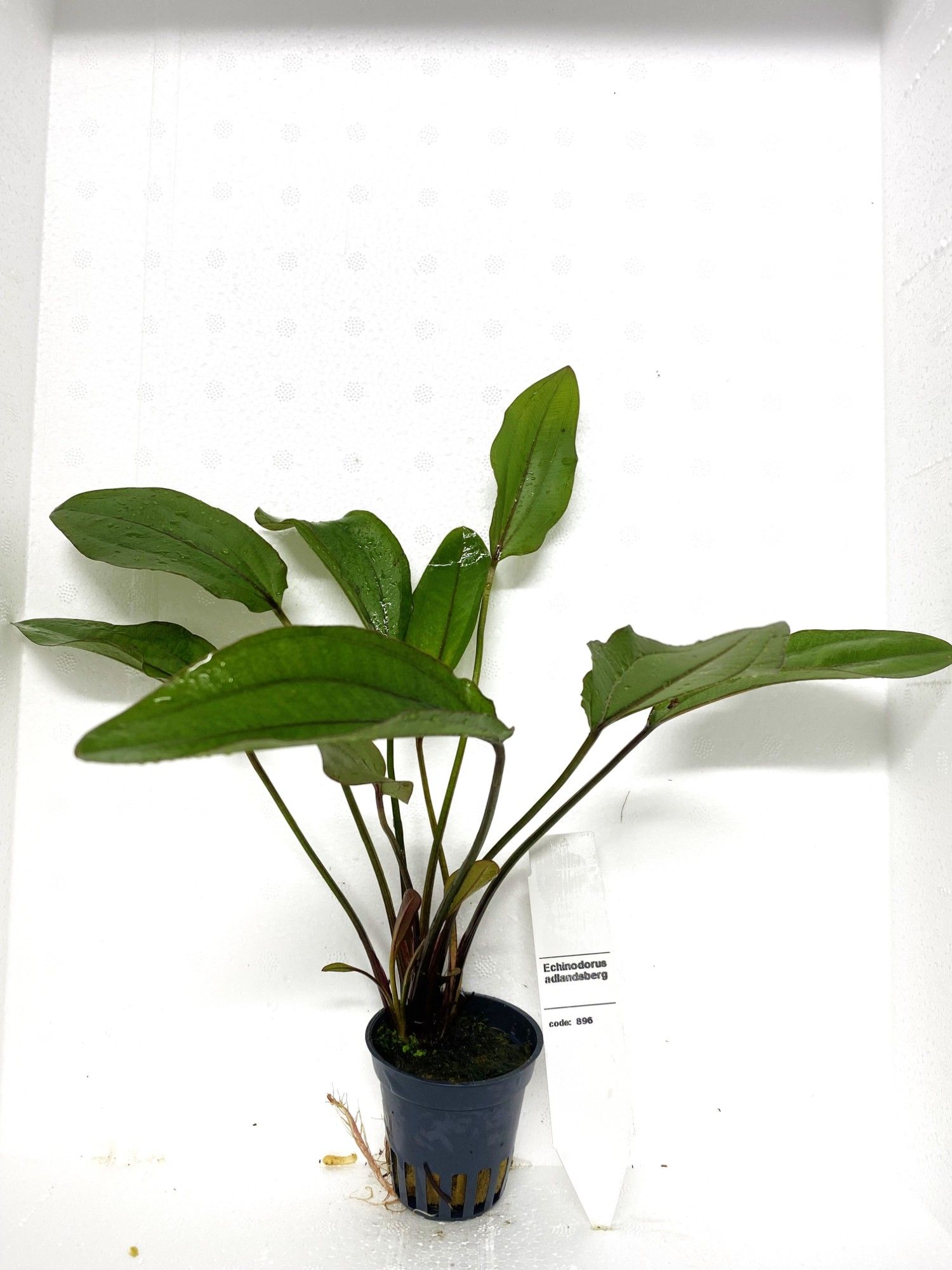 echinodorus altlandberg, D 5