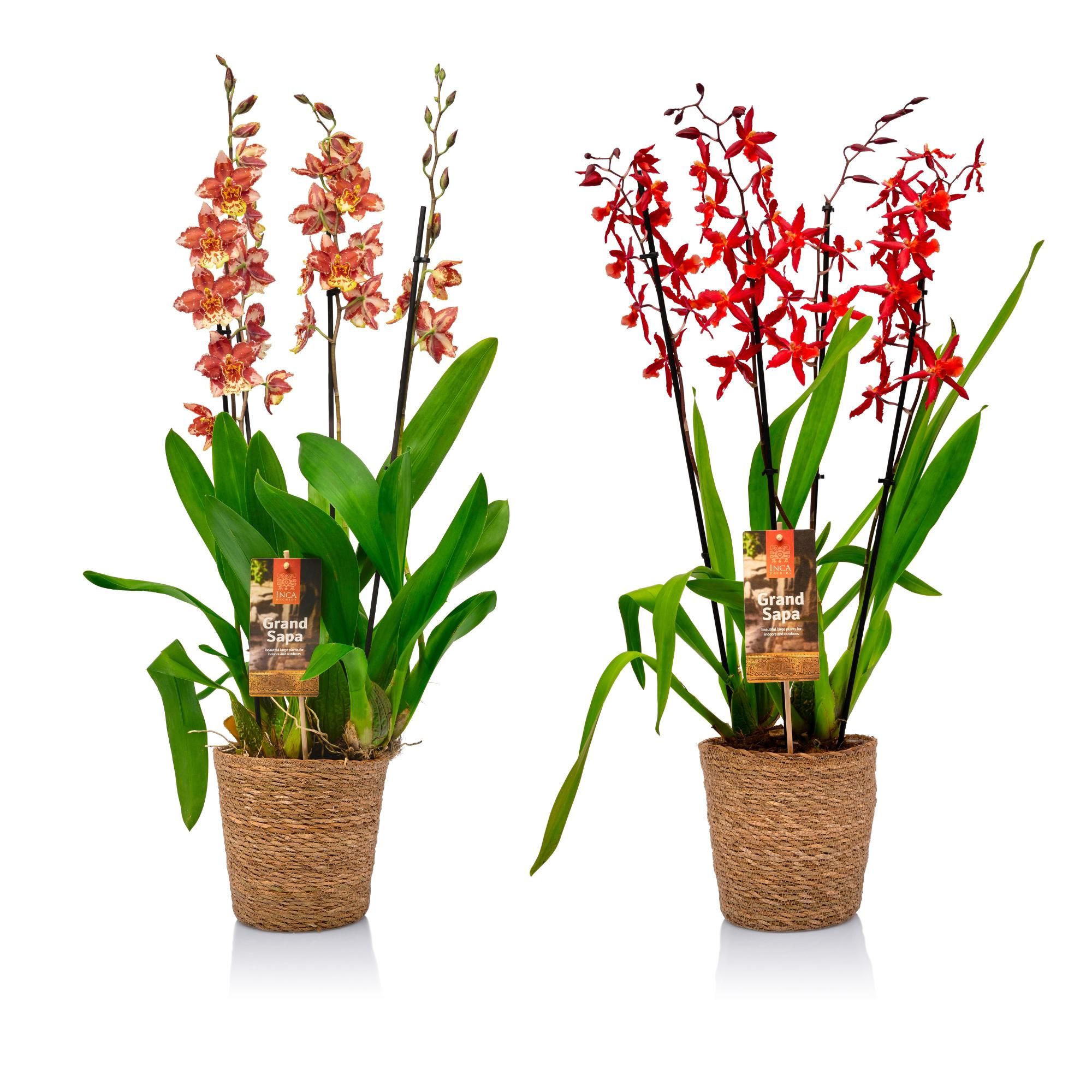 Inca Grand Sapa Cambria 4 spike mix 17cm touve in luxury basket, D 17