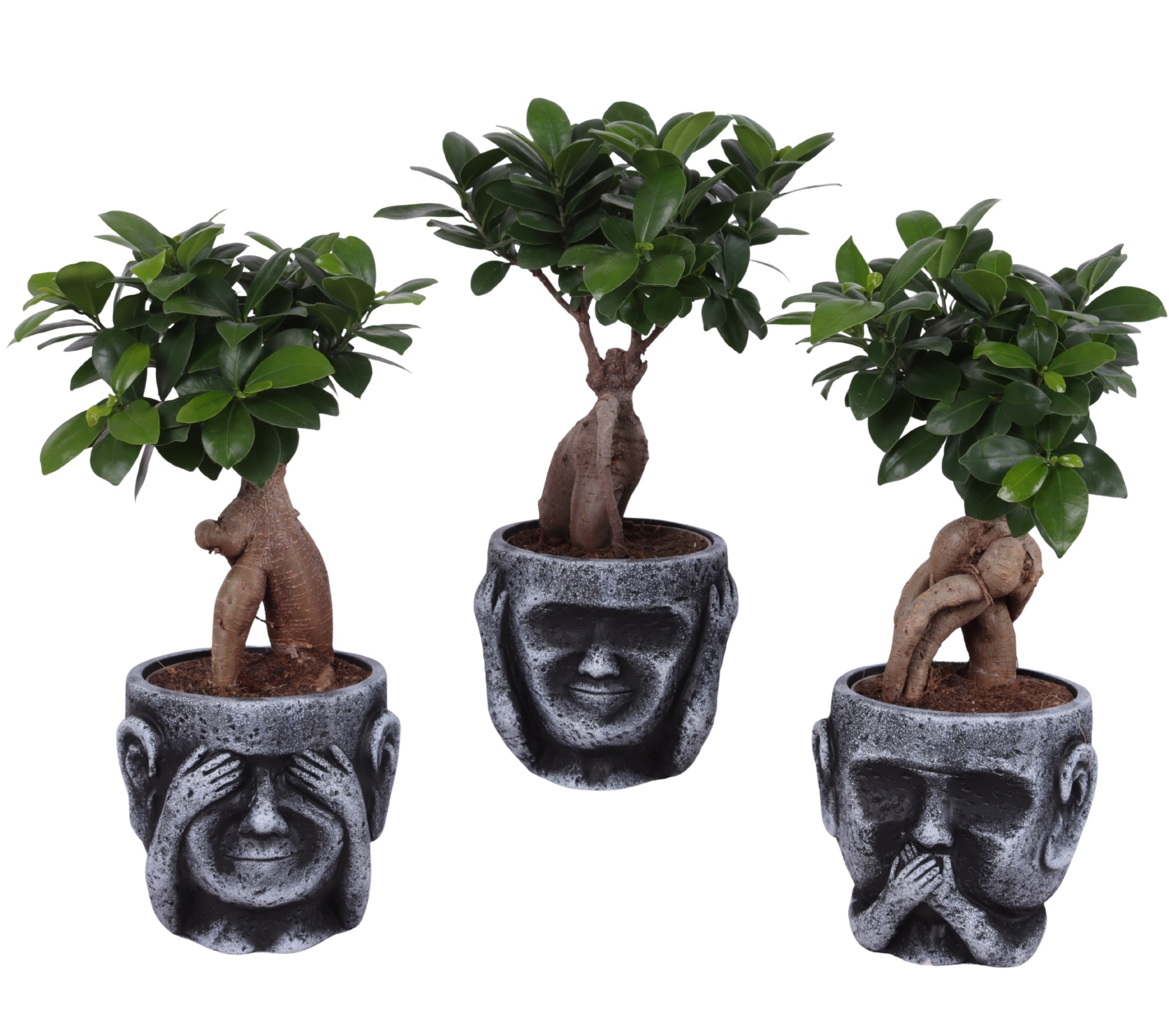 Ficus m. Ginseng Ball Shape Ø12cm in Ceramic pot Ø15cm, D 15