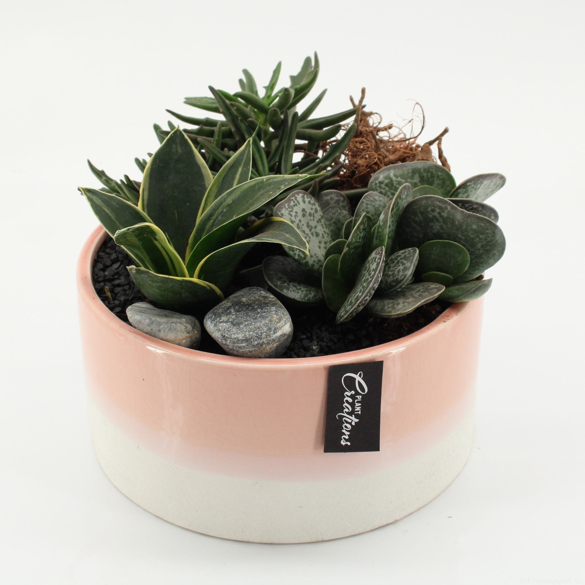 SUCR-2634 Succulent Essentials, D 18