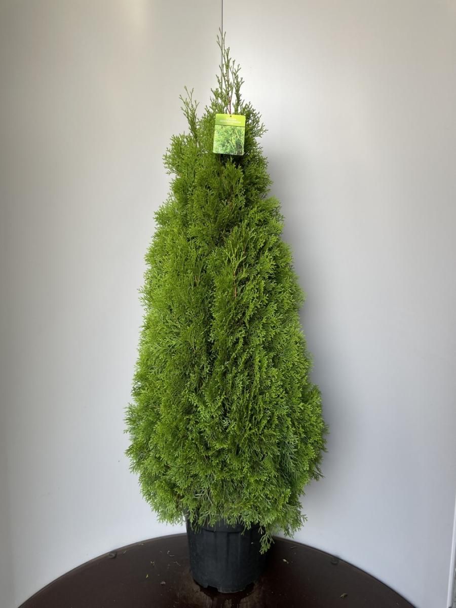 Thuja occ. Golden Smaragd, D 34