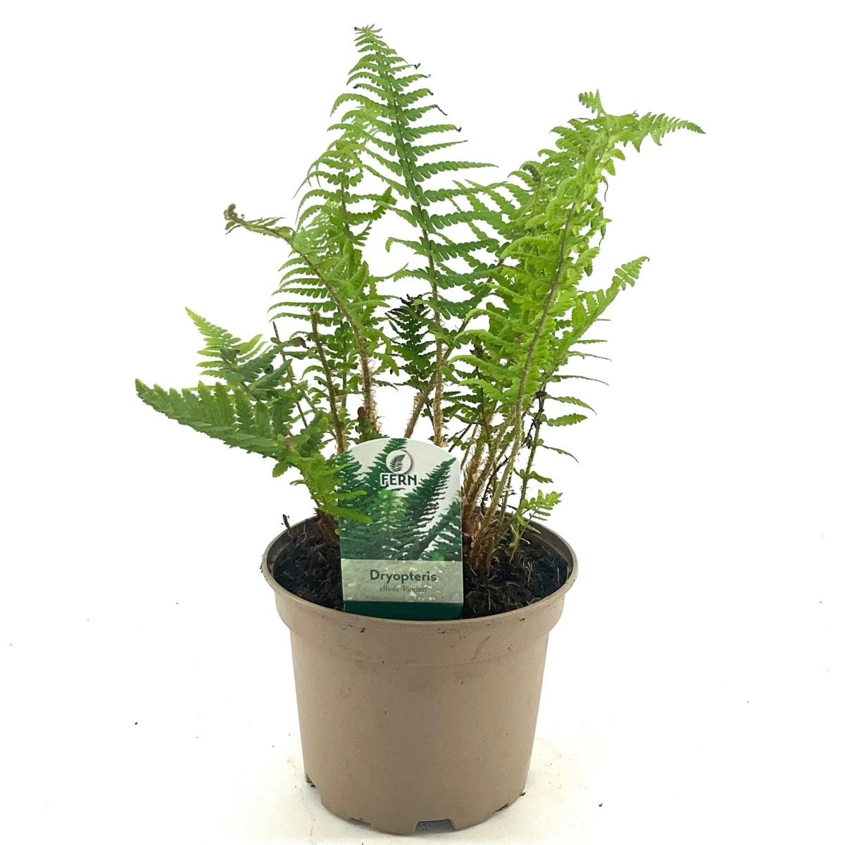 Dryopteris af. 'Pinderi', D 17