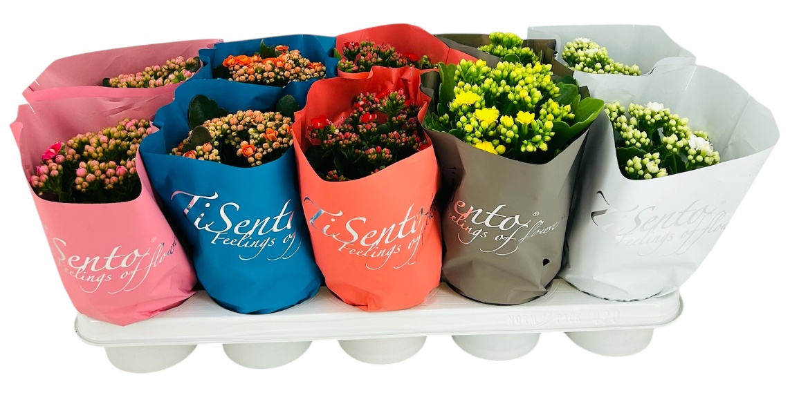 Kalanchoë 12 cm Voorjaar, D 12