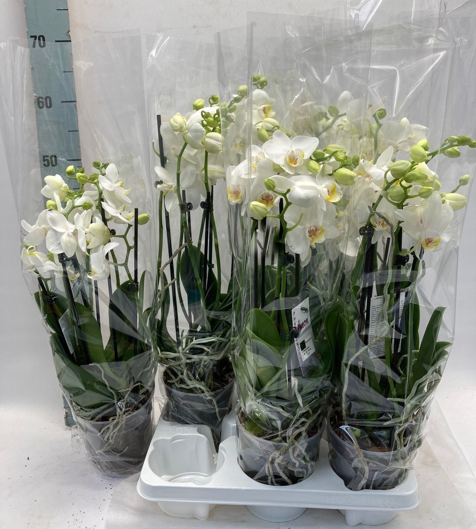 Phal. 5+ tak 'weiß' 12 cm Topf 'Two of Us', D 12