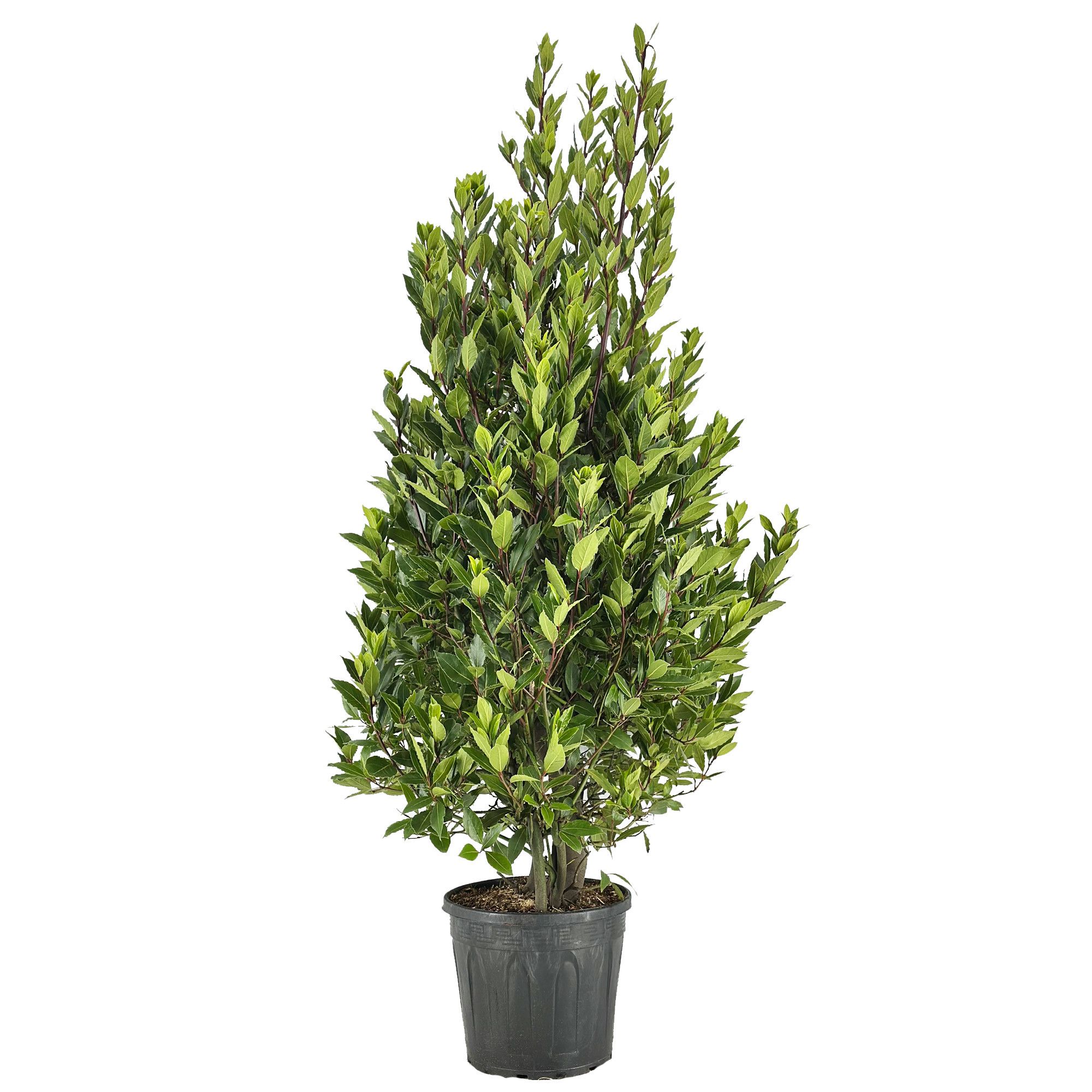 Laurus nobilis Struik, D 30
