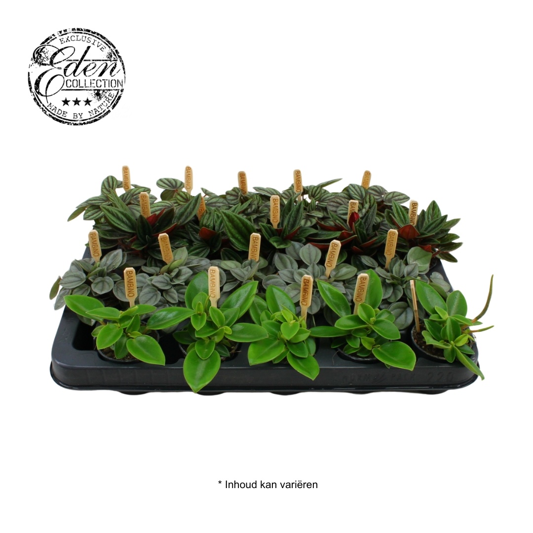 Peperomia gemengd 5,5cm, D 5,5