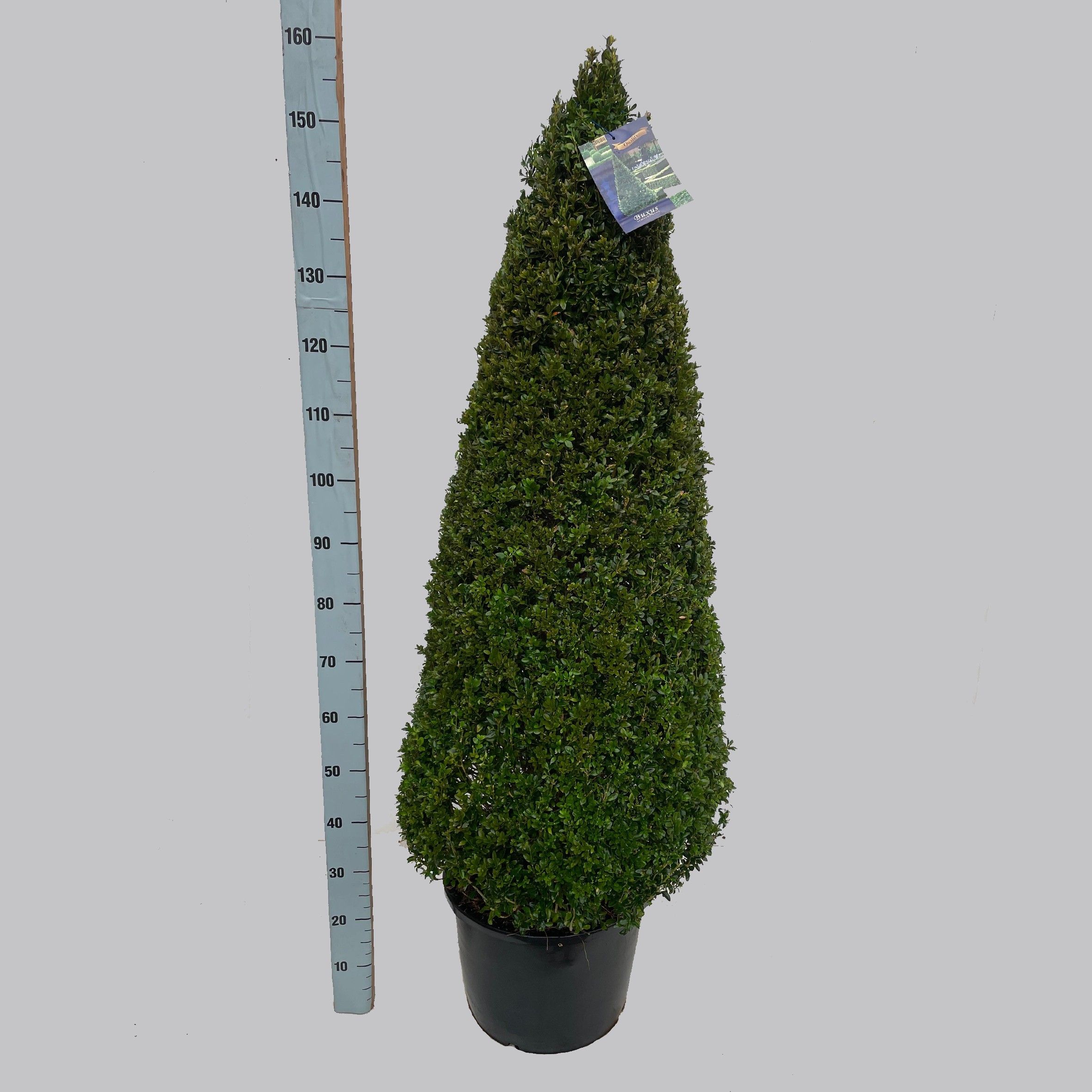 Buxus semp. pyr.120-130 40/C24, D 40
