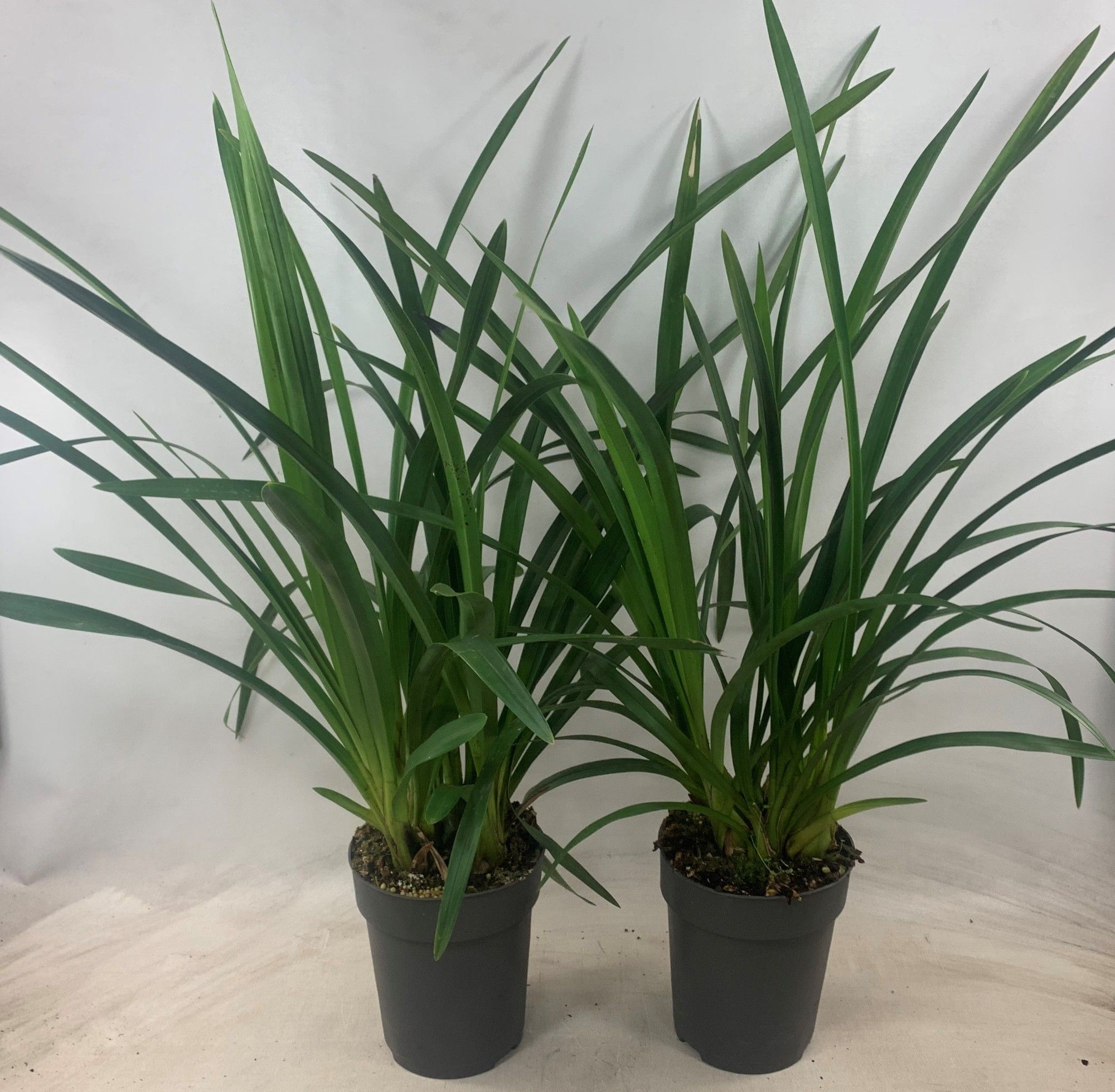 Cymbidium zonder tak, D 14