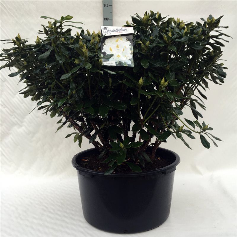 Rhodo. 'Madame Masson' white, D 62