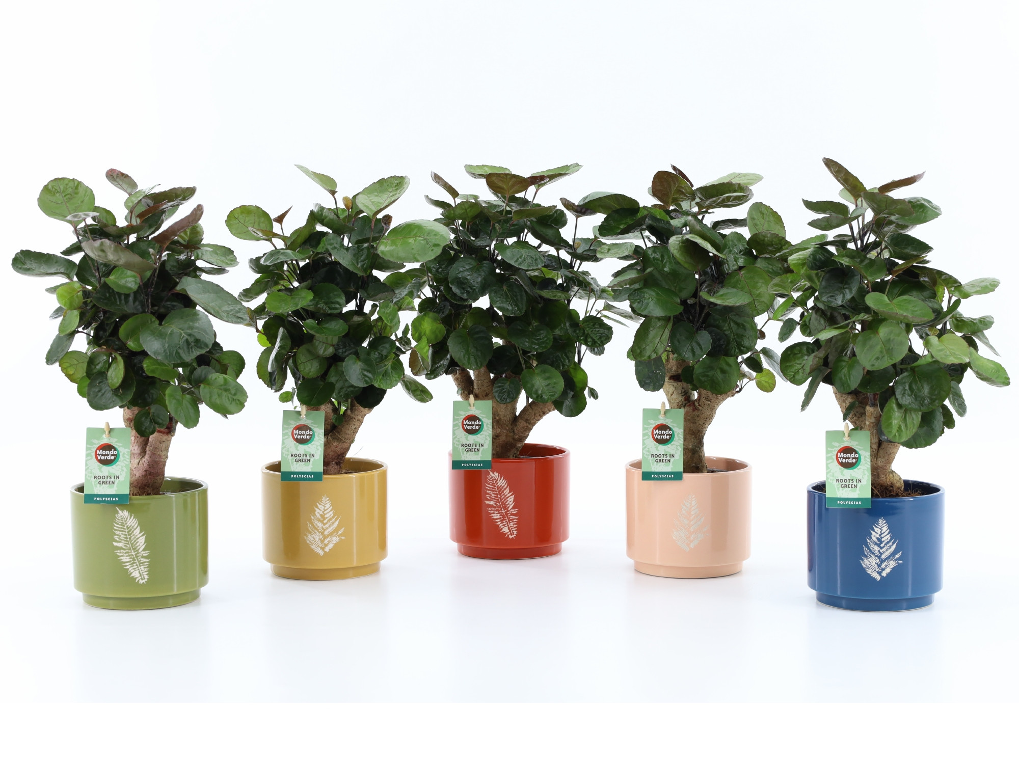 Polyscias Fabian in Artistique Keramiek, D 13