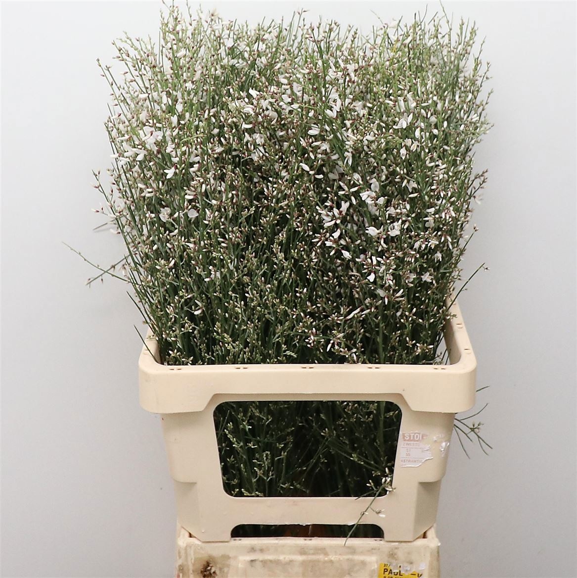 Гениста Вайт за пучок 60, пуч.