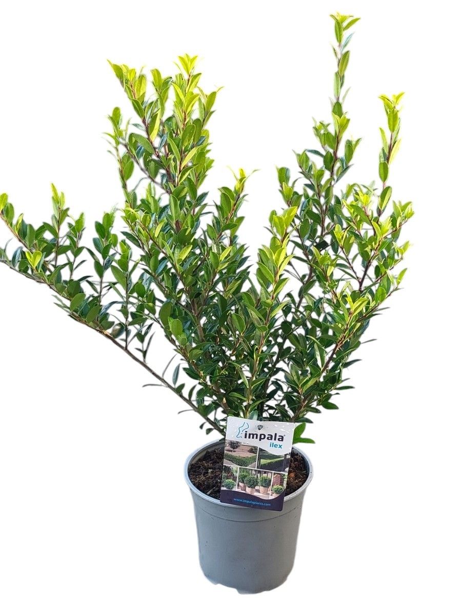 Ilex max. Impala®, D 17