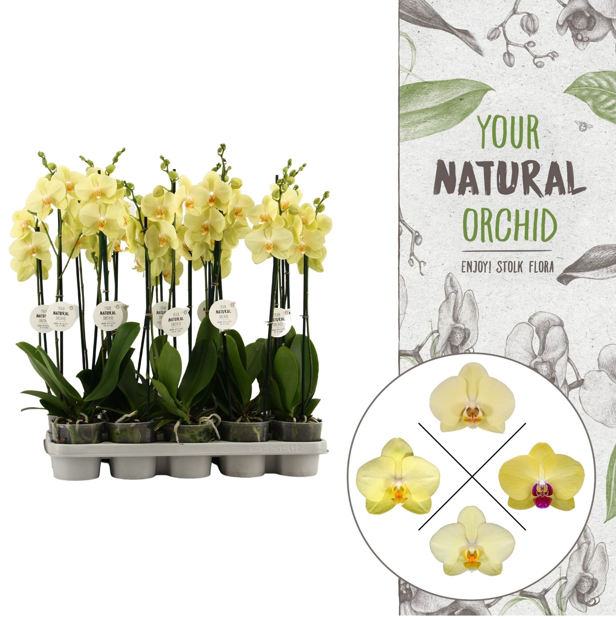 Your Natural Orchid | Geel | Phalaenopsis 2 spike, D 12