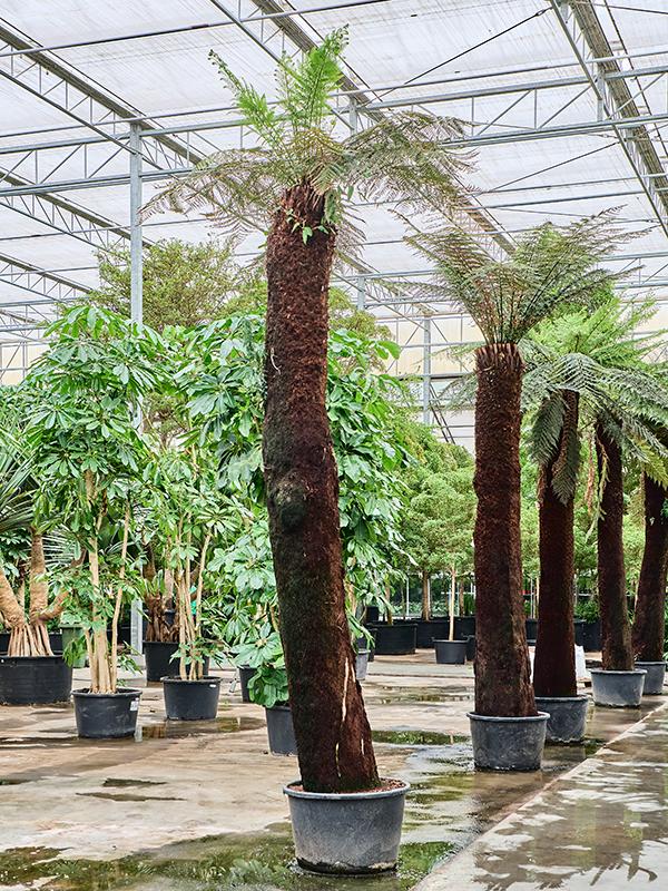 Dicksonia antarctica, D 80