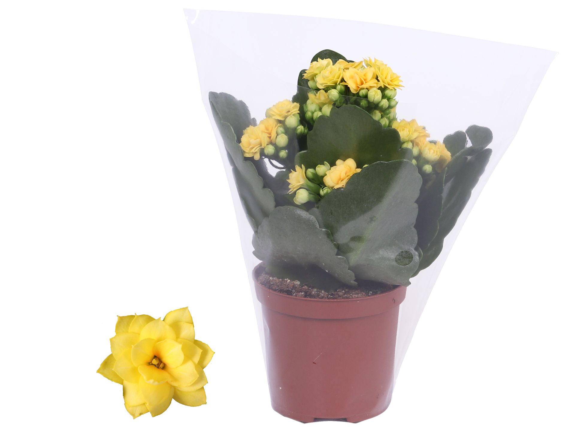Kalanchoe Rosalina 07cm Don Amarillo geel, Blanco hoes, D 7