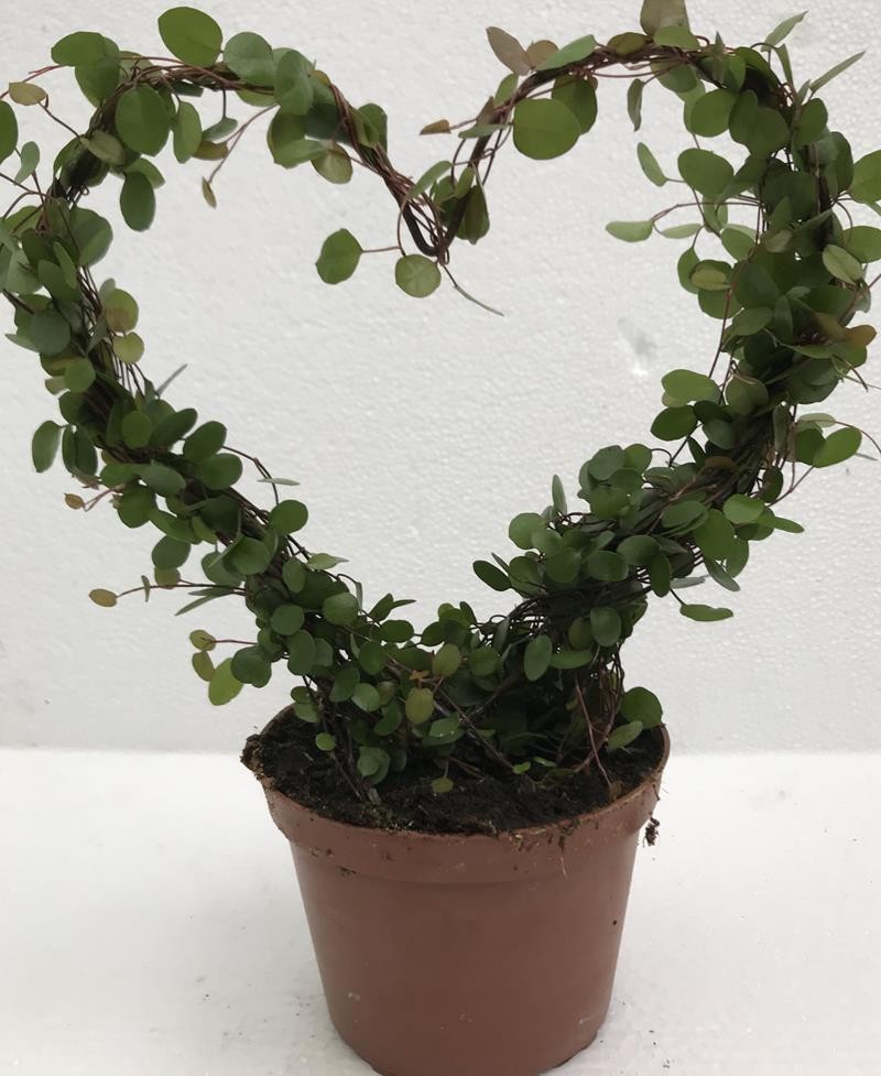 MUEHLENBECKIA COMPLEXA, D 12