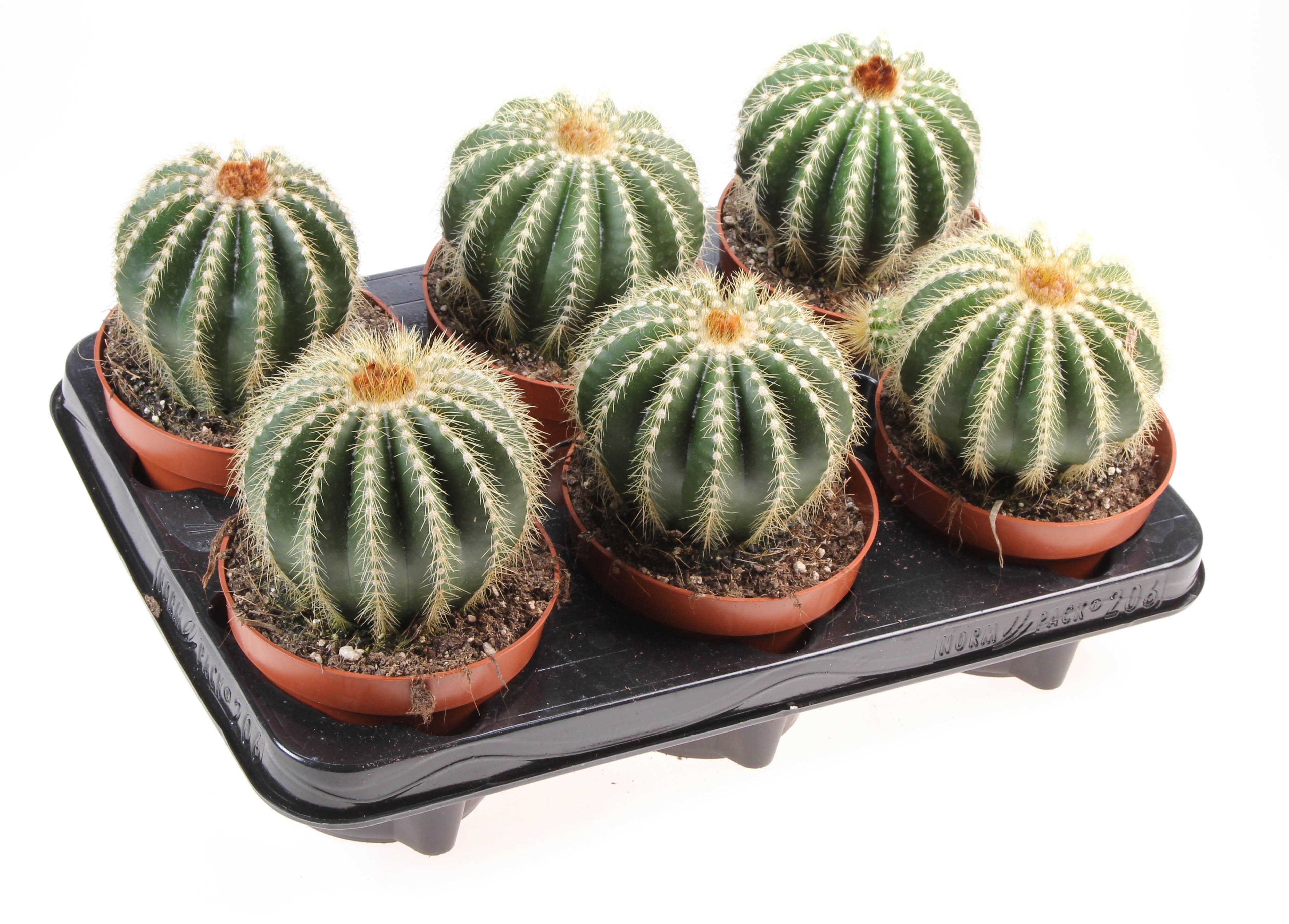 Notocactus magnificus, D 12