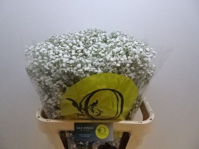 Гипсофила Экселенс 80 (бел.), шт.