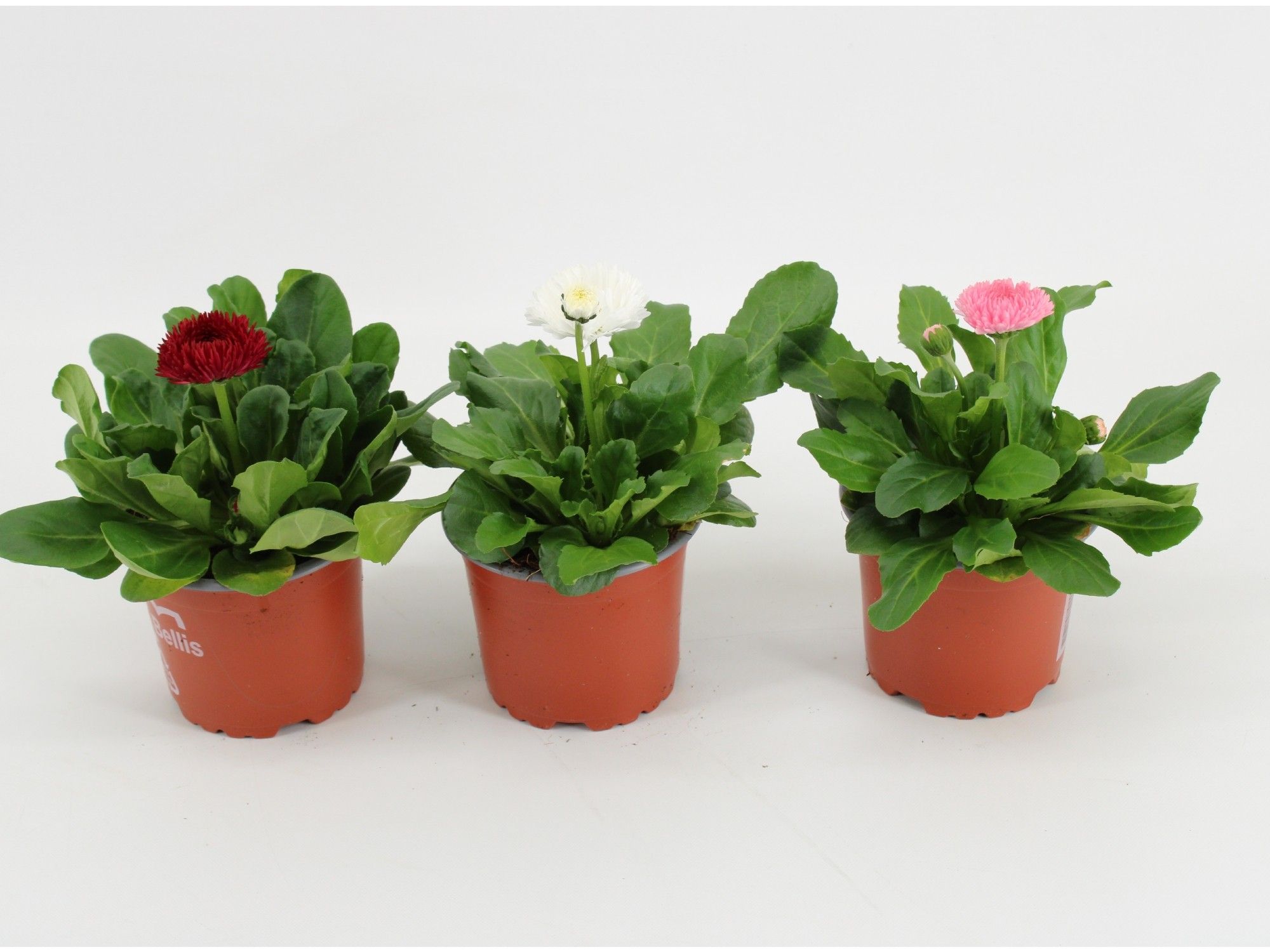 bellis Perennis Dubbel bloemig Gemengd, D 10,5
