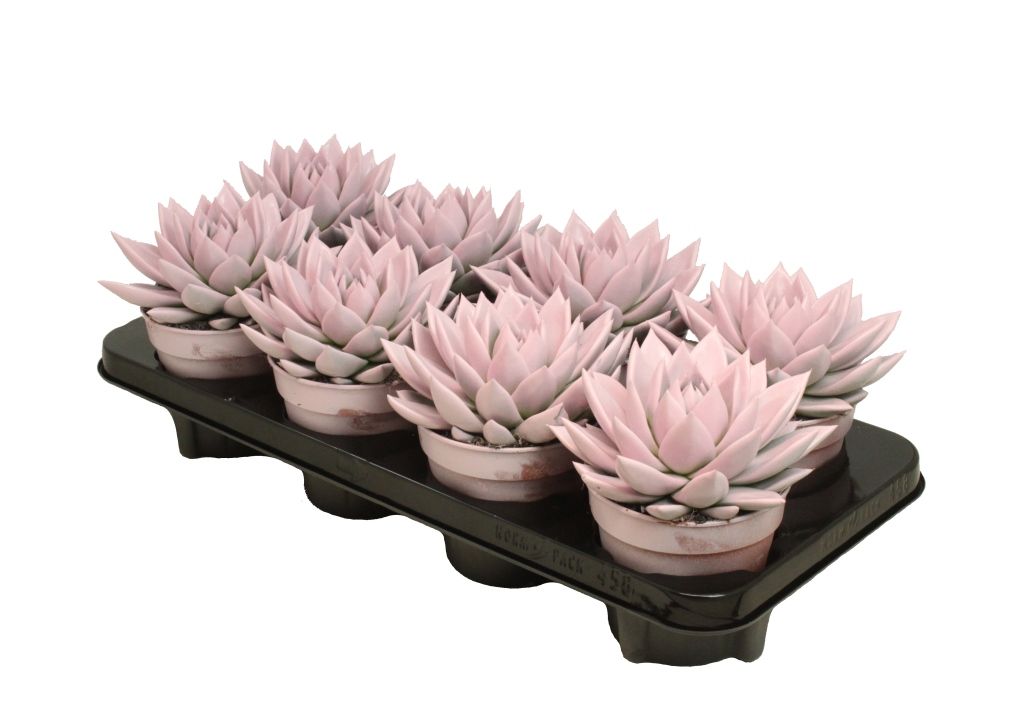 Miranda coloured pastel pink, D 12