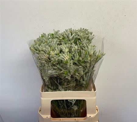 Анигозантус Баш Даймонд 60 (зел.), шт.