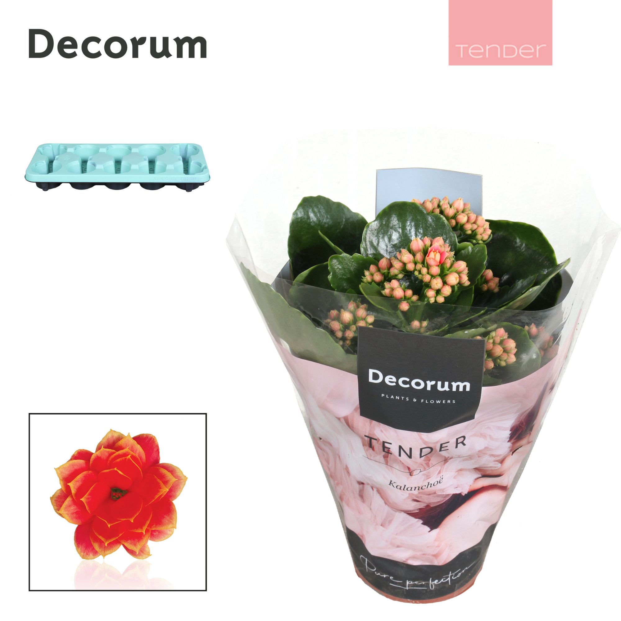 Kalanchoe Decorum TENDER - Serenity Coral, D 10,5