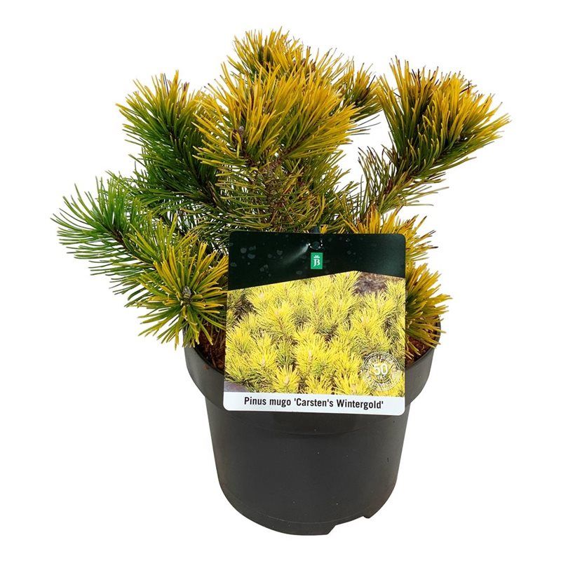 Pinus mugo 'Carsten's Wintergold', D 21