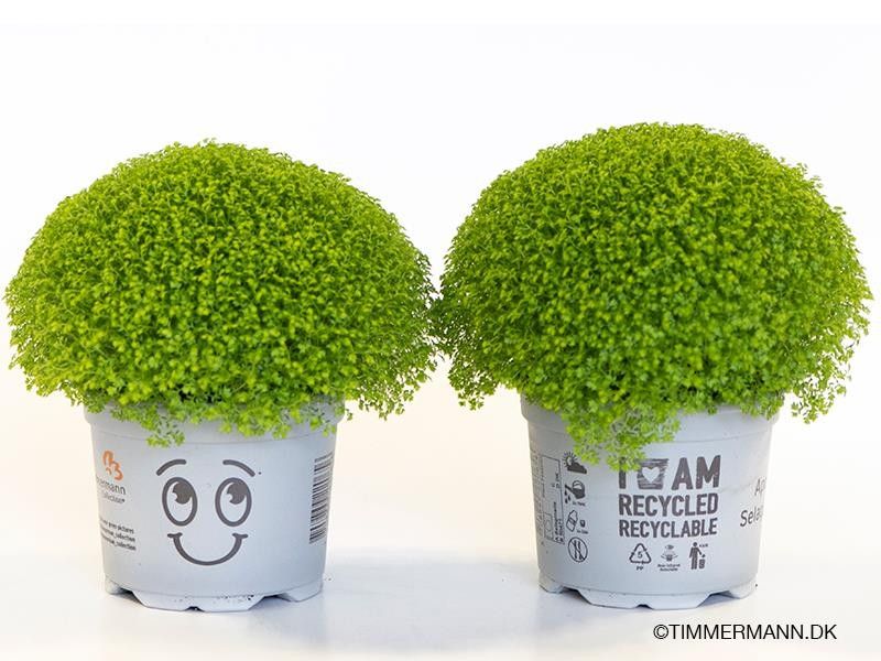 SELAGINELLA APODA, D 11