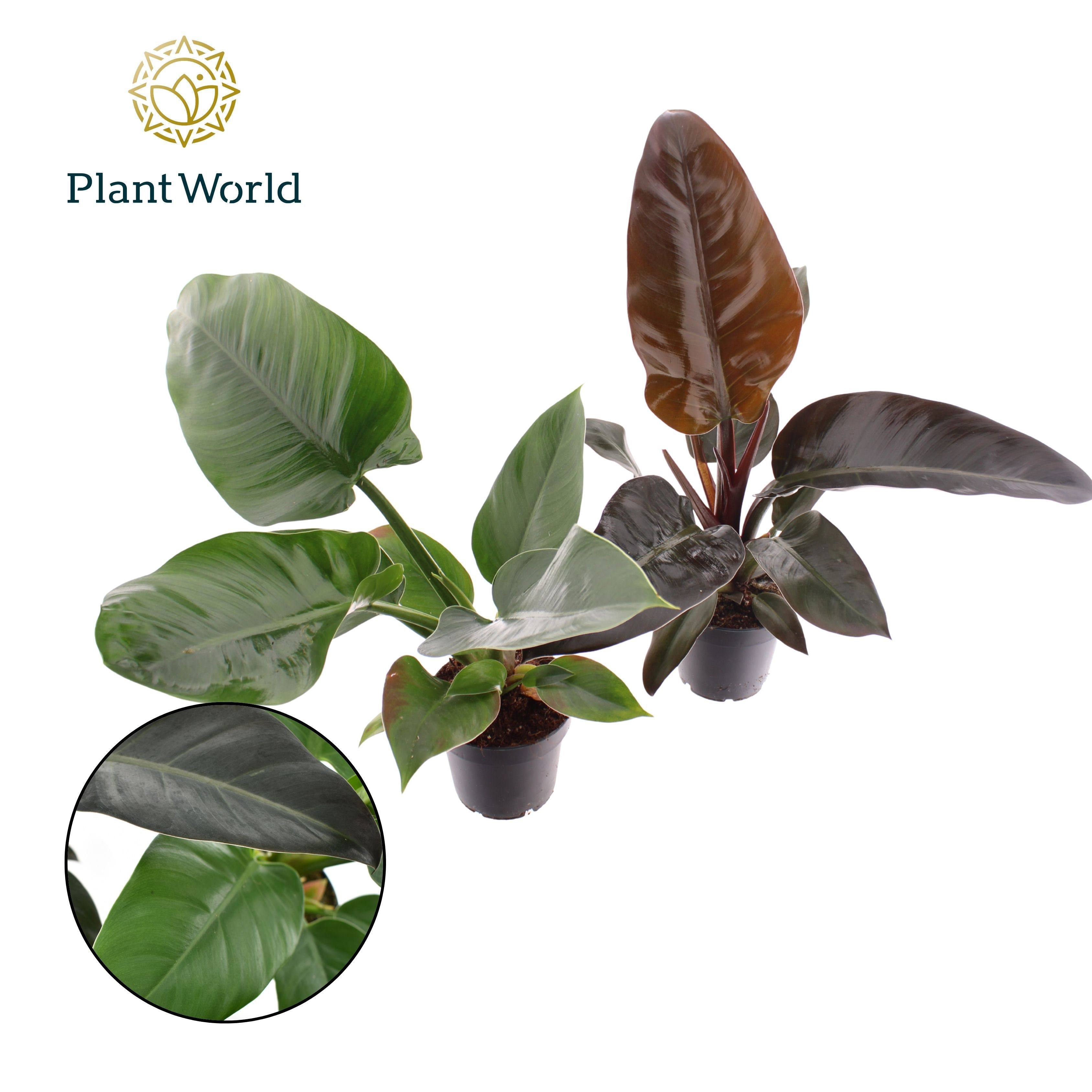 Philodendron mix Imperial Green & Red, D 12