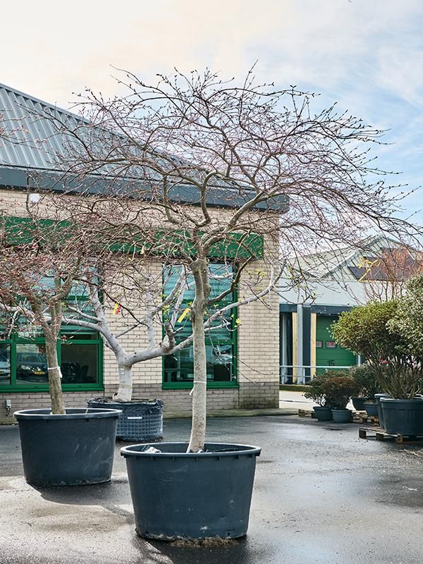 Acer pal. diss. 'Garnet', D 92