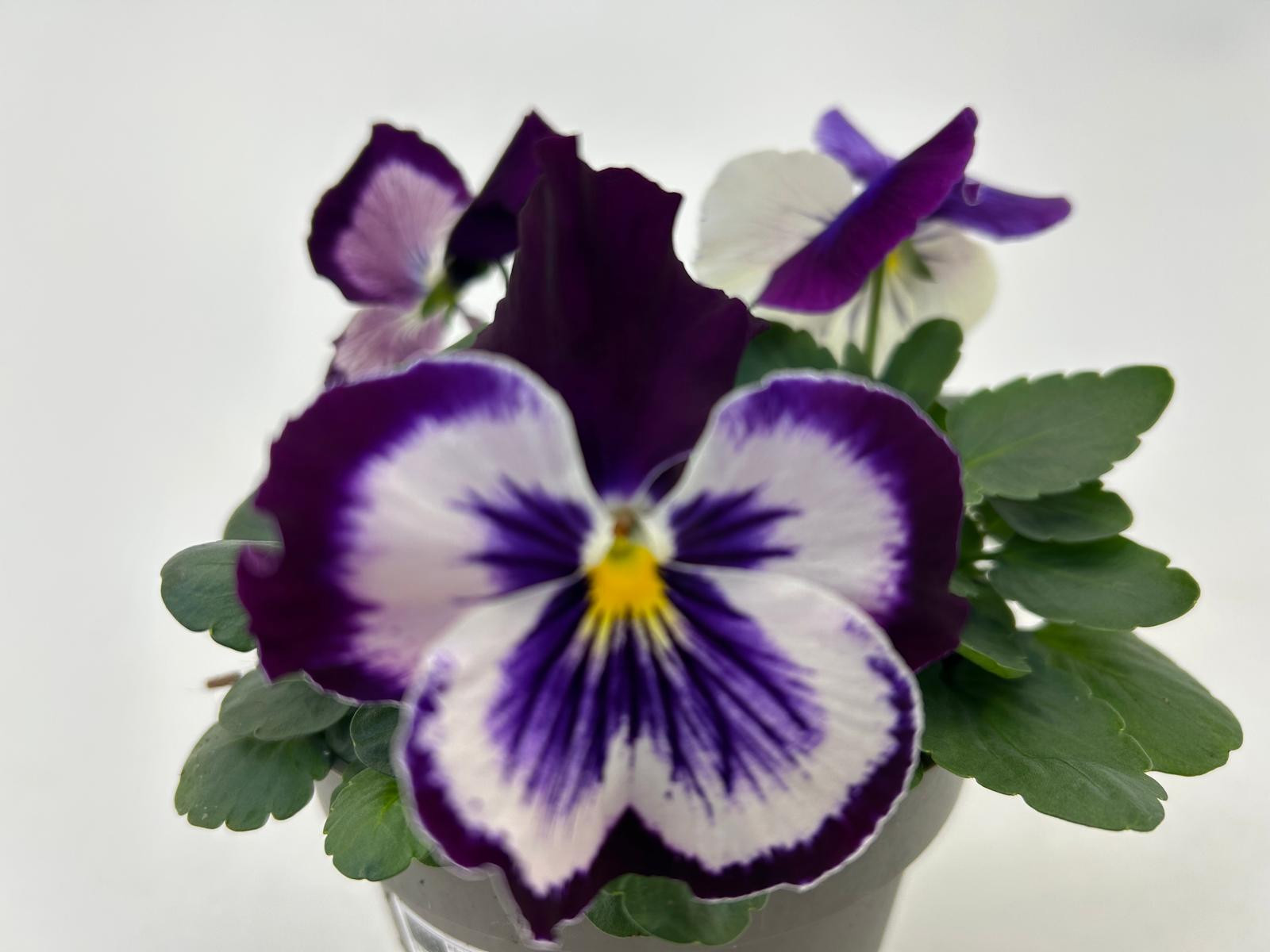 Viola wittrockiana 'Cats' purple/white, D 13