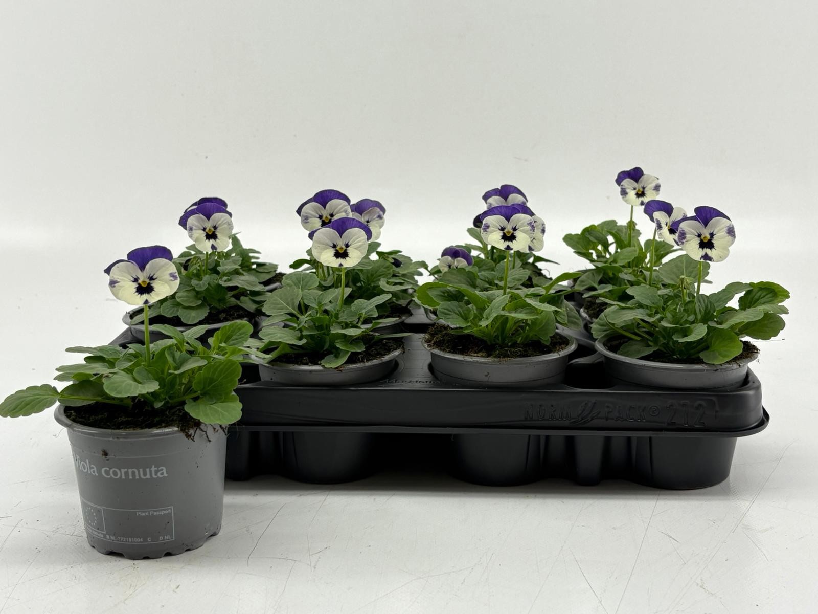 Viola Cornuta Delft Blue, D 9