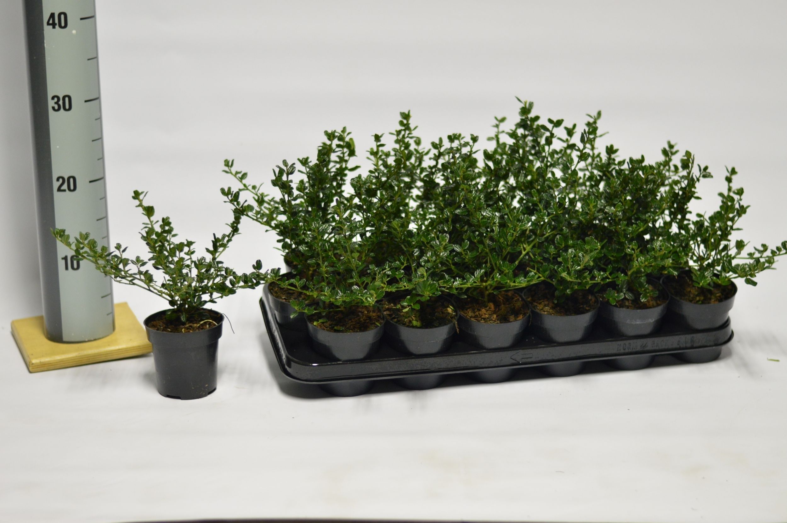 Ceanothus imp. Victoria, D 9