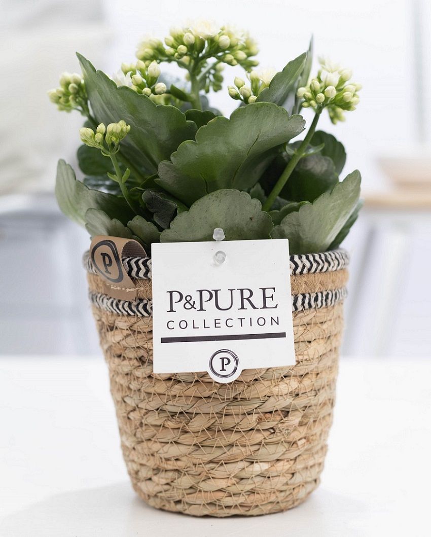 Kalanchoe white in P&PURE Basket 6, D 12