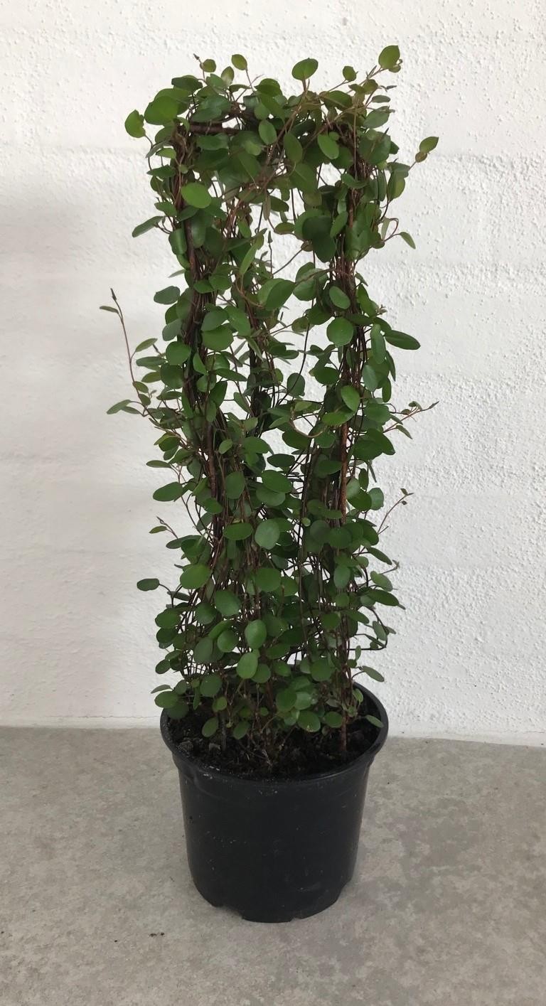 MUEHLENBECKIA COMPLEXA, D 12