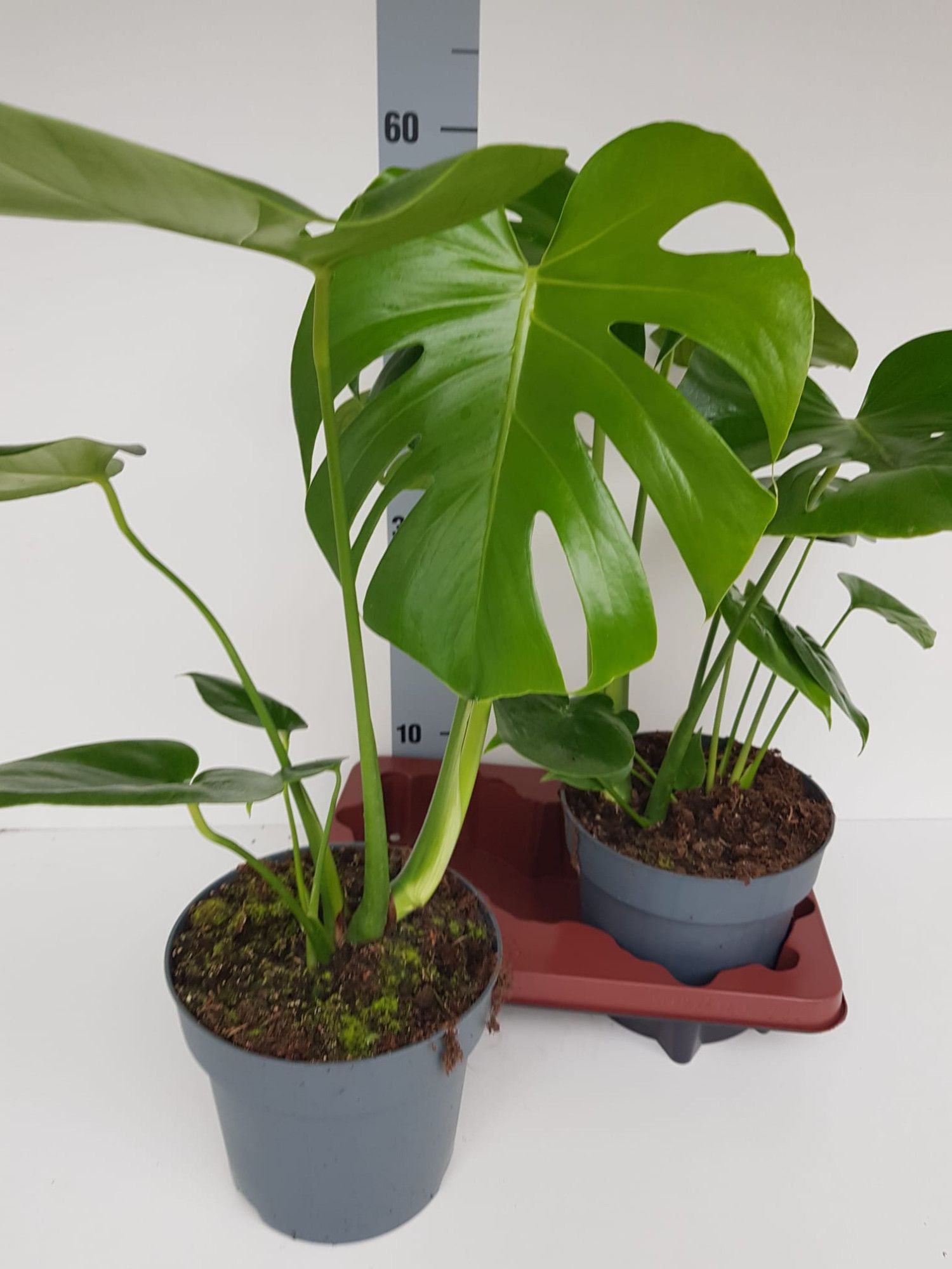 Monstera deliciosa, D 19