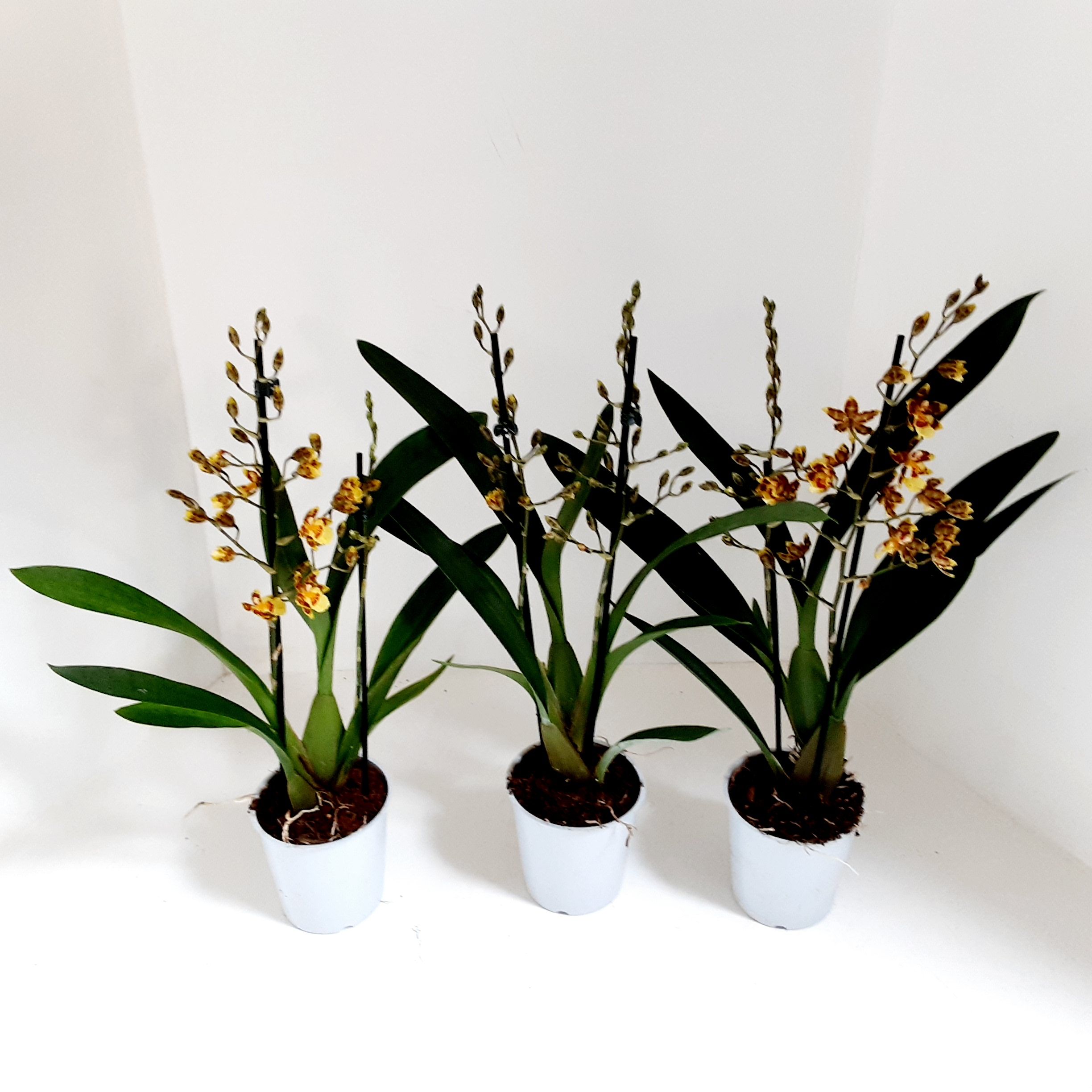 Cambria Sunset 1 tak, D 12