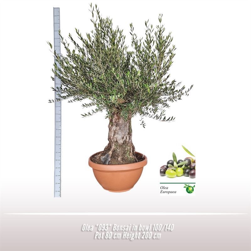 Olea *093* Bonsai in schaal 100/140, D 80